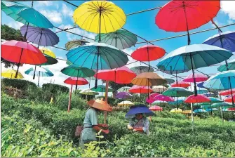  ?? ZENG JIA / FOR CHINA DAILY ?? Farmers pick tea leaves in Jinhua village, Meitan county in Southwest China’s Guizhou province, on July 25, 2019. Tea plantation, in addition to tourism, has helped villagers earn three times more than growing pepper, tomato and other crops.