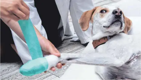  ?? FOTO: DPA ?? Nur zur Übung: Hund Max bekommt bei einem Erste-Hilfe-Kurs einen Verband an der Pfote.