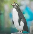  ??  ?? A rescued Fiordland penguin