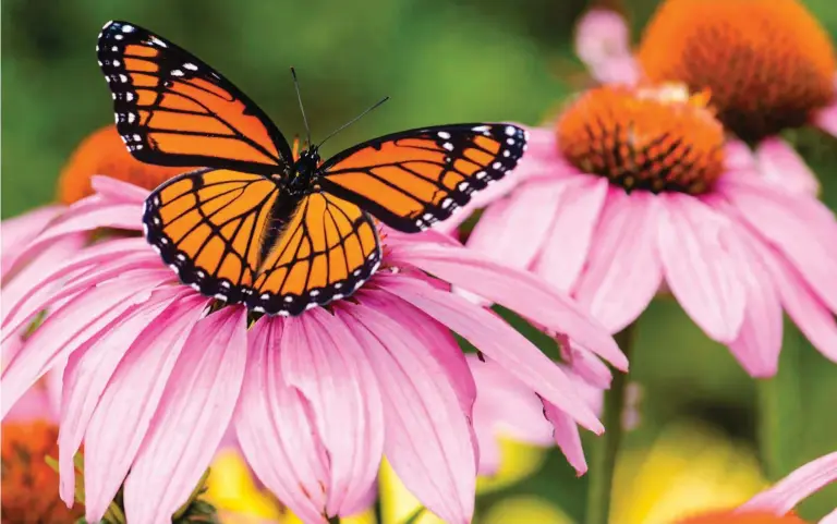  ??  ?? Below: Notice the black line that runs horizontal­ly across the hindwings of this viceroy.