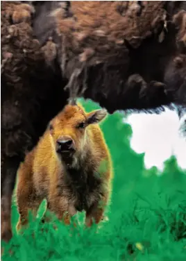  ??  ?? Above: A bison calf hiding behind its mother.