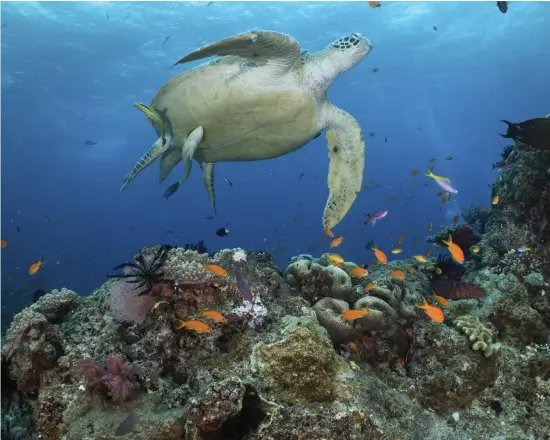  ?? ARKIVBILD: GREAT BARRIER REEF MARINE PARK AUTHORITY ?? Grön havssköldp­adda är en migrerande art.