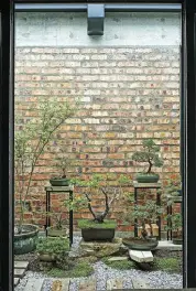  ??  ?? Liam’s bonsai collection (above) flourishes in the atrium, where large glass panels flood the kitchen with light in the morning and warm the passageway in the late afternoon. “At night, the shadows cast by the bonsai trees are simply sublime,” says Liam. The oldest tree is about 30 years old and Liam’s favourites include a “wonderful fluffy Hinoki Cypress and a rather grumpy Arcadia that, much like a mean cat, draws blood every time we touch it”.