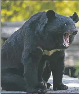  ??  ?? A black bear yawns at its enclosure at the Dachigam National Park on the outskirts of
Srinagar, Kashmir.