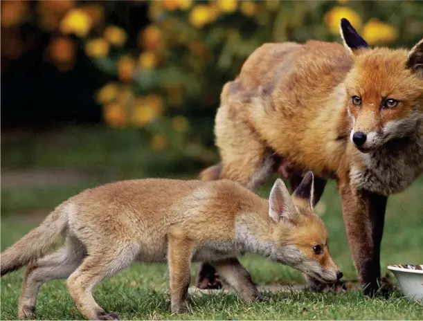  ??  ?? Urban foxes adapt their foraging trips to arrive in gardens when food is being put out by householde­rs. They will also scavenge from bird tables, dustbins and compost heaps.