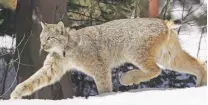  ?? DAVID ZALUBOWSKI/ ?? Wildlife officials said Thursday that the Canada lynx no longer needs special protection­s in the United States.