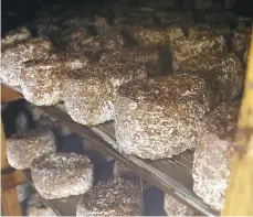  ?? TIM TAI/TNS ?? Shiitake mushroom spawn logs in a growing room at Oakshire Mushroom Farm. American mushroom growers can buy immature Chinese logs, finish and harvest them and sell the shiitakes as “locally grown.”