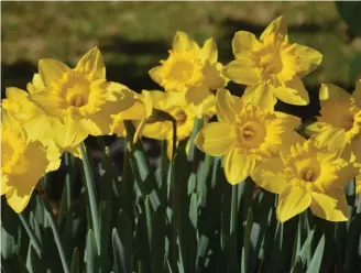  ?? ?? Daffodils offer a glorious pop of colour and scent to gardens in spring. Picture: Sue Tapping