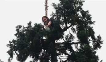  ?? GRANT HINDSLEY/THE ASSOCIATED PRESS ?? A man perches in a 24-metre sequoia tree in downtown Seattle on Tuesday. He remained in the tree overnight.