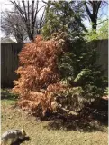  ?? to the Democrat-Gazette) ?? Damaged Green Giant arborvitae­s will be slow to recover.(Special