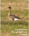  ??  ?? Taiga Bean Goose, Pett Level, East Sussex, 3 January