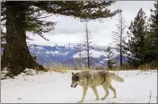  ?? OREGON DEPARTMENT OF FISH AND WILDLIFE — VIA AP ?? A wolf in eastern Wallowa County, Ore., in December 2014. A decision by the Trump administra­tion lifted protection­s for gray wolves across most of the U.S