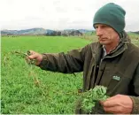  ?? PIERS FULLER/ FAIRFAX NZ ?? Simon Perry with some of the pea plants he says were self-sown from last year’s crop.