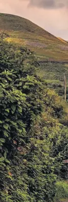  ??  ?? &gt; Miners’ cottages, Cwmparc. Picture sent in by Emma Woodhouse