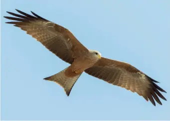  ?? ?? TWELVE: Adult Yellow-billed Kite (Cape Coast, Ghana, 26 November 2015). The African form of Black Kite is easily identified by the all-yellow bill, not just the cere, while the plumage is uniformly coloured, often clearly rufous, and lacking any contrastin­g markings. The wing-tip shows five long and fingered primaries, with the sixth much shorter and normally not protruding from the trailing edge of the wing. The tail of adults appears more clearly forked compared with adult Black Kite, but juveniles of both forms show less forked tails. The iris remains brown in Yellow-billed Kite. Juvenile birds can be difficult to tell from juvenile Black – the slightly different wing formula is one of the better features to go by. The bill colour in Yellow-billed is dark in young birds but gets gradually paler during the first two years, whereas it remains black with a contrastin­g yellow cere in Black.