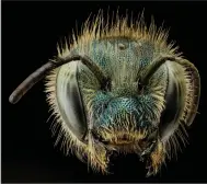  ?? (USGS Bee Inventory and Monitoring Lab/via The Washington Post) ?? Furry but nonaggress­ive, the Osmia atriventri­s is one of our native mason bees. Scientists estimate an acre of land can support 25,000 wild bees per year.