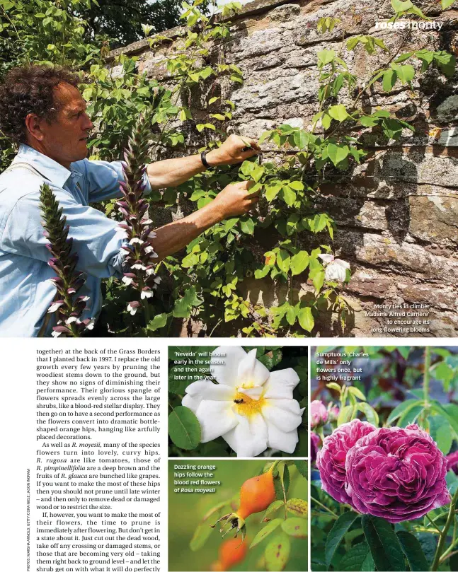  ??  ?? Monty ties in climber ‘Madame Alfred Carrière’ to encourage its long-flowering blooms gardenersw­orld.com