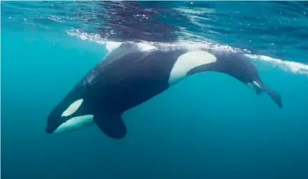  ??  ?? Swim with killer whales and humpbacks in the wild Norwegian waters with Natural World Safaris.