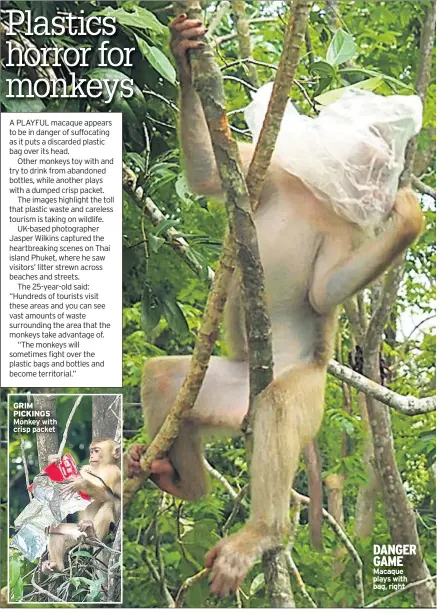  ??  ?? DANGER GAME Macaque plays with bag, right