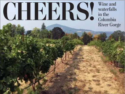  ?? PHOTOS BY SALLY CARPENTER HALE — THE ASSOCIATED PRESS ?? The vineyards at Cathedral Ridge Winery in Hood River, Ore., in the Columbia River Gorge.