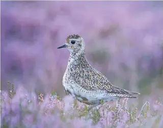  ?? ?? Those responsibl­e for moorland take pride in being part of the golden plover’s breeding success