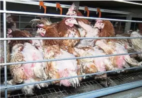  ?? — AFP ?? Care for chicken? Featherles­s hens are crammed inside a cage at a farm in western France.