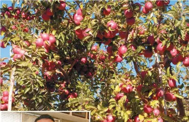 ??  ?? toplam elma üretim kapasitesi­nin yüzde 25’i, yani 600 bin tonluk kısmı Isparta’da üretiliyor. Bu veri ışığında Türkiye’nin elma bahçesi olduğumuzu söyleyebil­irim. Tonajlarım­ız her geçen gün artıyor. 2010 yılında 500 bin ton iken, bu sene beklenti 600...