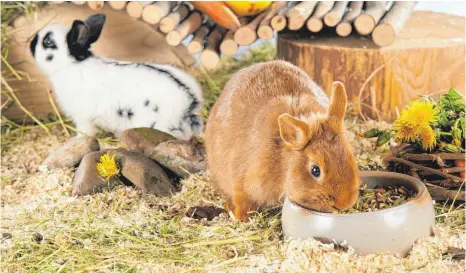  ?? FOTO: ULRIKE SCHANZ/WZF ?? Kleinsäuge­r sind gesellige Tiere. Bis auf wenige Ausnahmen – wie den Goldhamste­r und den chinesisch­en Streifenha­mster – sollten sie deshalb nicht einzeln gehalten werden.