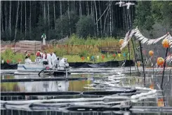  ??  ?? Canadian Natural Resources Ltd. workers skim oily film off a marsh near Bonnyville during a media visit this week.