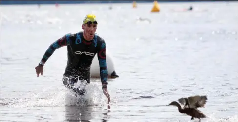  ?? Pics: ?? A duck gets out of the way as a triathlete emerges from the water during the Hazelwood Tri. Carl Brennan.