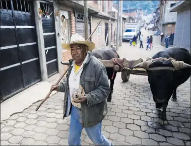  ?? ?? A farmer drives his oxen Jan. 19 through the streets of Comachuen.