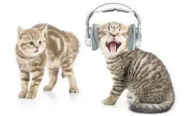  ?? DREAMSTIME ?? Cats can hear sounds as high as 64,000 hertz, writes Cathy M. Rosenthal.