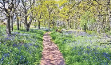  ?? ?? Eric Niven enjoys his walks in Kinclaven Bluebell Wood, Perthshire, at this time of year.