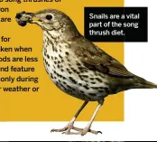  ??  ?? Snails are a vital part of the song thrush diet.