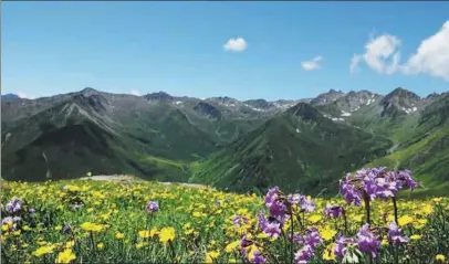  ?? PHOTOS BY SUN XIAOMEI ?? A profusion of globeflowe­rs (Trollius farreri) and Yajiang primroses (Primula malacoides) on a high mountain steppe in western Sichuan province.