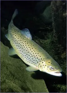  ??  ?? Sea trout.