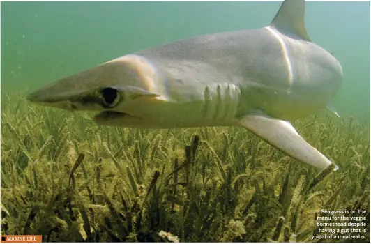  ??  ?? Seagrass is on the menu for the veggie bonnethead despite having a gut that is typical of a meat-eater.