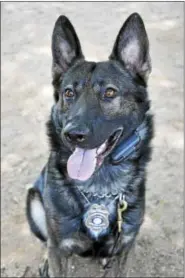  ?? COURTESY CROMWELL POLICE ?? Chino, the department’s police canine since 2009, retired from his police post. Now students and a business have stepped forward to raise a significan­t portion of the $10,000 to $15,000 necessary to get a new dog trained.