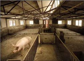  ?? AP ?? A single pig occupies this barn at a pig farm in Jiangjiaqi­ao village in China, where an outbreak of African swine fever that began last fall has killed 1 million pigs and decimated the country’s pork industry.