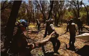  ?? Patrick T. Fallon / AFP / Getty Images ?? California Conservati­on Corps firefighte­rs load potential fuel sources for fires near Lake Oroville.