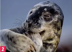  ??  ?? Full range of emotions: Sleepy to begin with, the grey seal does not have a care in the world. On seeing the photograph­er, its flipper goes to its mouth in apparent disbelief, then it breaks into uproarious laughter