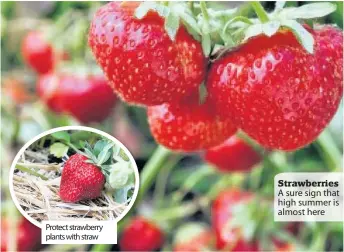  ??  ?? Protect strawberry plants with straw Strawberri­es A sure sign that high summer is almost here