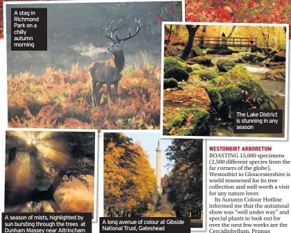  ??  ?? A stag in Richmond Park on a chilly autumn morning A season of mists, highlighte­d by sun bursting through the trees at Dunham Massey near Altrincham A long avenue of colour at Gibside National Trust, Gateshead The Lake District is stunning in any season