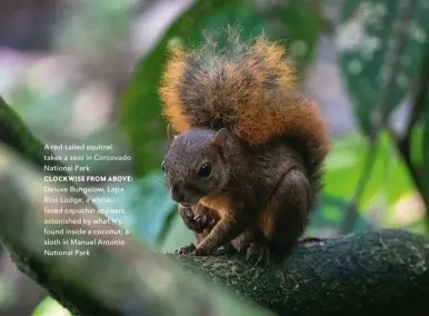  ?? ?? A red-tailed squirrel takes a seat in Corcovado National Park
CLOCKWISE FROM ABOVE:
Deluxe Bungalow, Lapa Rios Lodge; a whitefaced capuchin appears astonished by what it’s found inside a coconut; a sloth in Manuel Antonio National Park