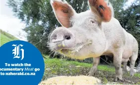  ?? Photo / George Novak ?? The New Zealand pork industry has some rather unexpected competitio­n.