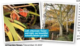  ??  ?? Left, viburnum ‘Dawn’, and right, our beautiful autumn/winter garden