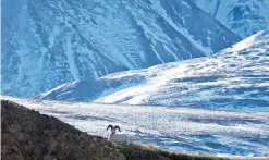  ??  ?? This file photo shows a Dall sheep lounging on a ridge line in Denali National Park and Preserve, Alaska.