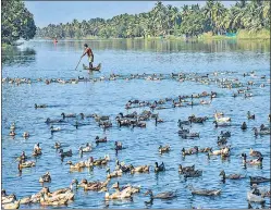  ?? PTI ?? Farmers guide ducks towards a cage for culling in Alappuzha, Kerala, on Tuesday.