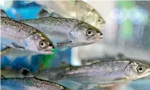  ??  ?? New Zealand primarily produces chinook salmon, the majority of which is farmed either in the Marlboroug­h Sounds or at Stewart Island.