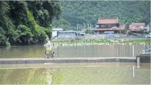  ?? AFP ?? A woman walks her dog past flooded rice fields in Mihara, Japan yesterday.